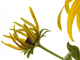 Rudbeckia Emergence